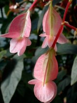 begonia140.jpg (9917 oCg)