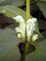 odorikosou087s.JPG (66880 バイト)